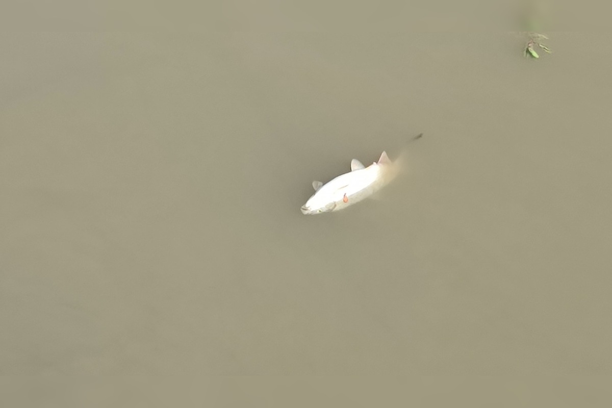 FOTO: Apokalyptický pohľad na Torysu, foto 2