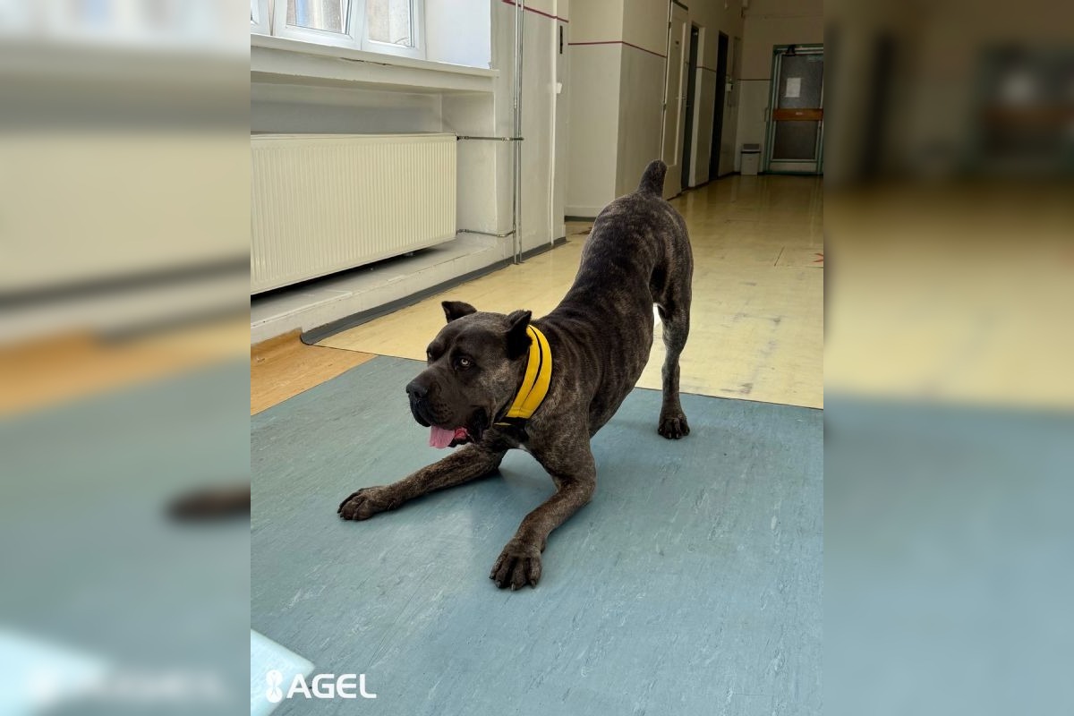 FOTO: Pacientom v kežmarskej nemocnici pomáha pri terapii pes Goro, foto 2