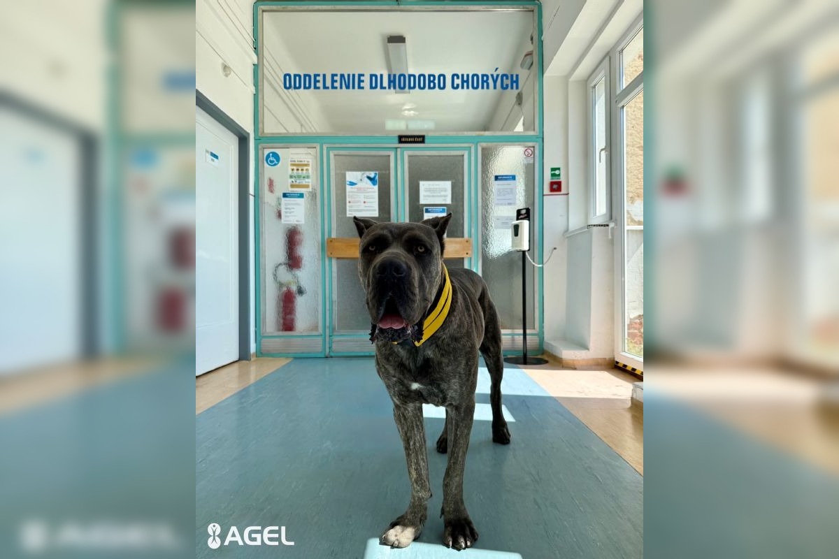 FOTO: Pacientom v kežmarskej nemocnici pomáha pri terapii pes Goro, foto 4