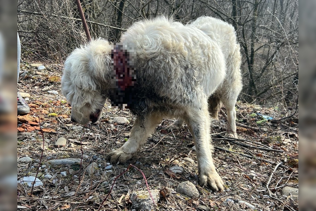 FOTO: Majiteľ pripevnil psovi okolo krku oceľovú reťaz, neskôr ho vyhodil z auta, foto 1
