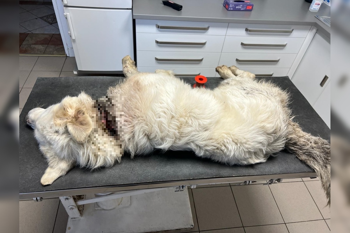 FOTO: Majiteľ pripevnil psovi okolo krku oceľovú reťaz, neskôr ho vyhodil z auta, foto 2