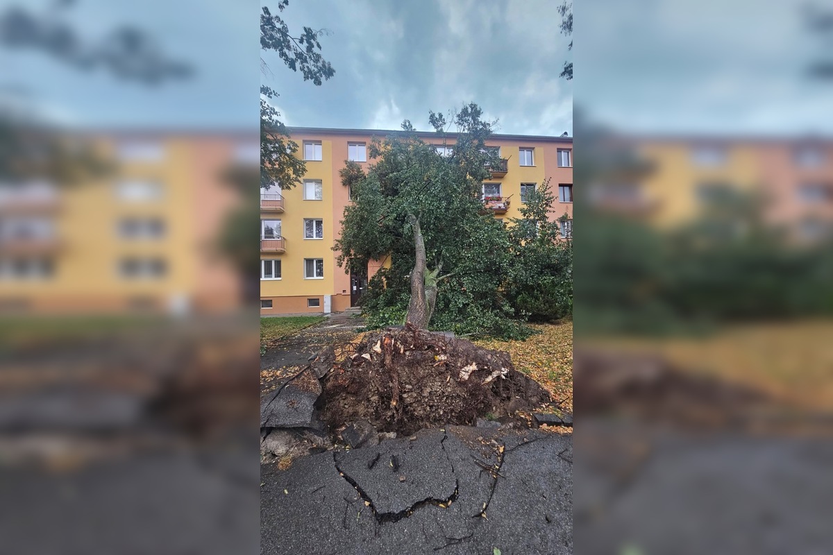 FOTO: V Bardejove vietor vyvrátil strom. Poškodil bytovku a chodník, foto 1