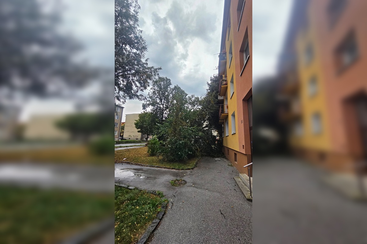 FOTO: V Bardejove vietor vyvrátil strom. Poškodil bytovku a chodník, foto 3