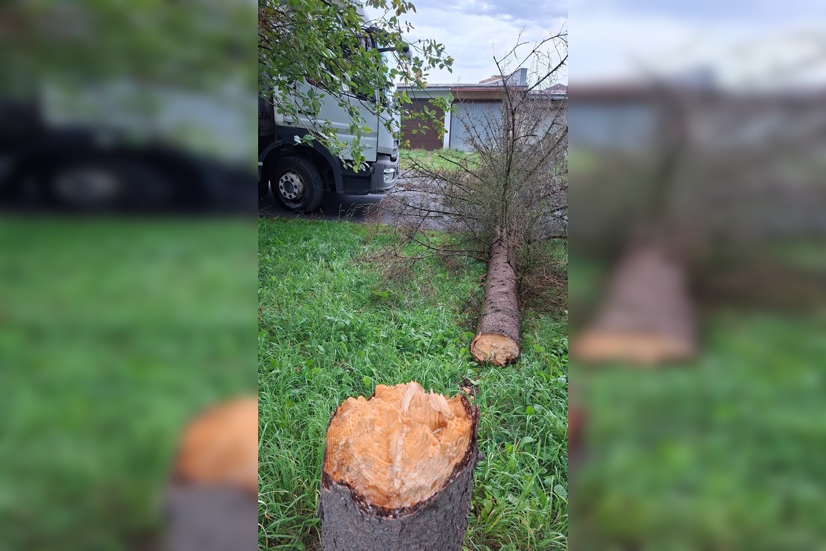 FOTO: V Bardejove vietor vyvrátil strom. Poškodil bytovku a chodník, foto 14