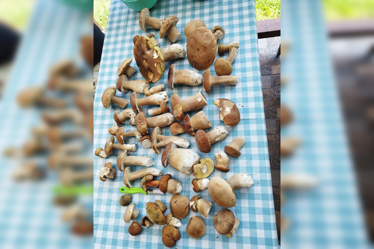 FOTO: Hubárom sa v Prešovskom kraji darí. Takéto úlovky si odnášajú z lesov, foto 1