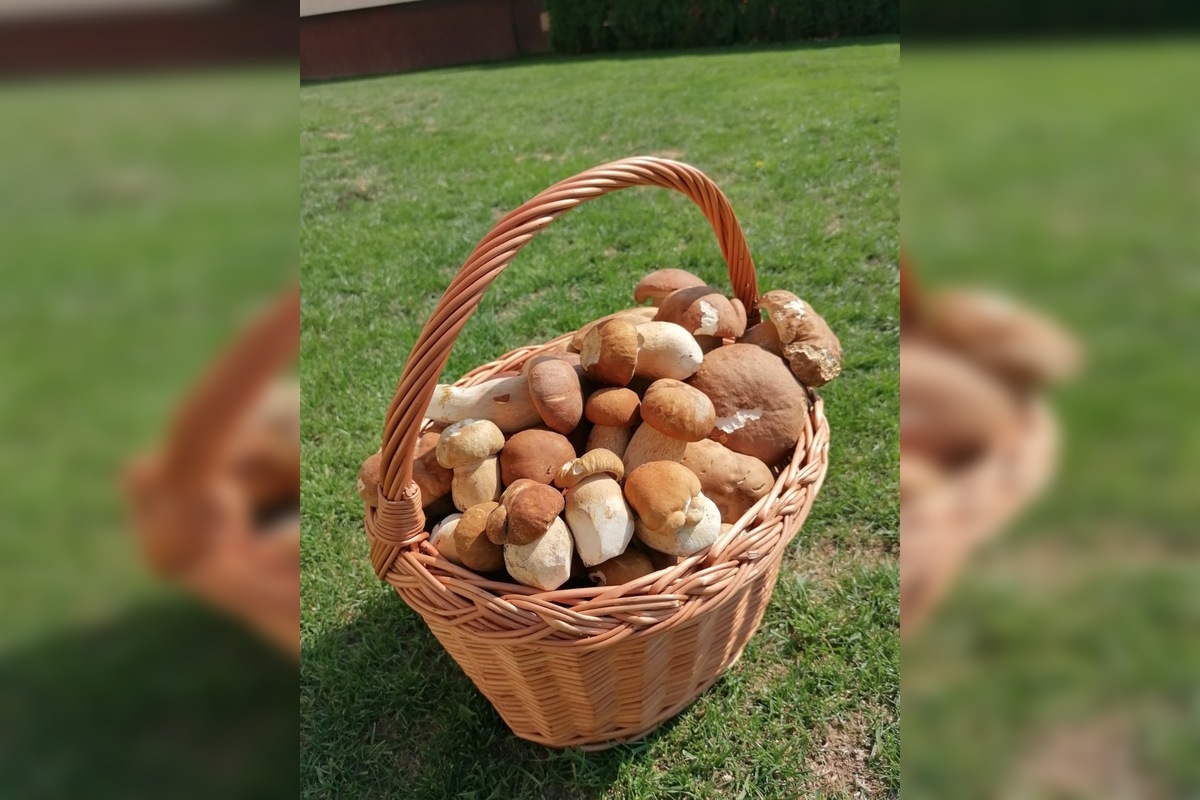 FOTO: Hubárom sa v Prešovskom kraji darí. Takéto úlovky si odnášajú z lesov, foto 2