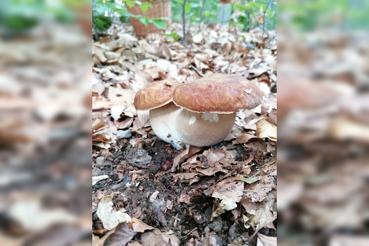 FOTO: Hubárom sa v Prešovskom kraji darí. Takéto úlovky si odnášajú z lesov, foto 3