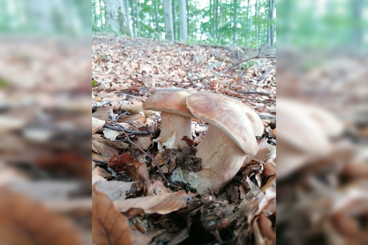 FOTO: Hubárom sa v Prešovskom kraji darí. Takéto úlovky si odnášajú z lesov, foto 4