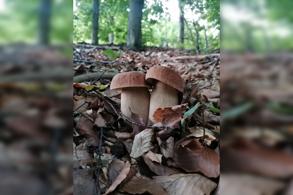 FOTO: Hubárom sa v Prešovskom kraji darí. Takéto úlovky si odnášajú z lesov, foto 5