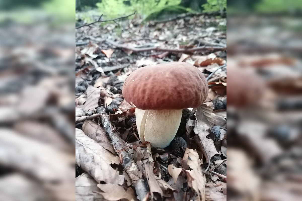 FOTO: Hubárom sa v Prešovskom kraji darí. Takéto úlovky si odnášajú z lesov, foto 6