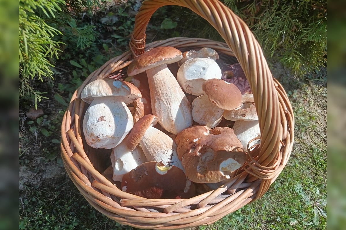 FOTO: Hubárom sa v Prešovskom kraji darí. Takéto úlovky si odnášajú z lesov, foto 7