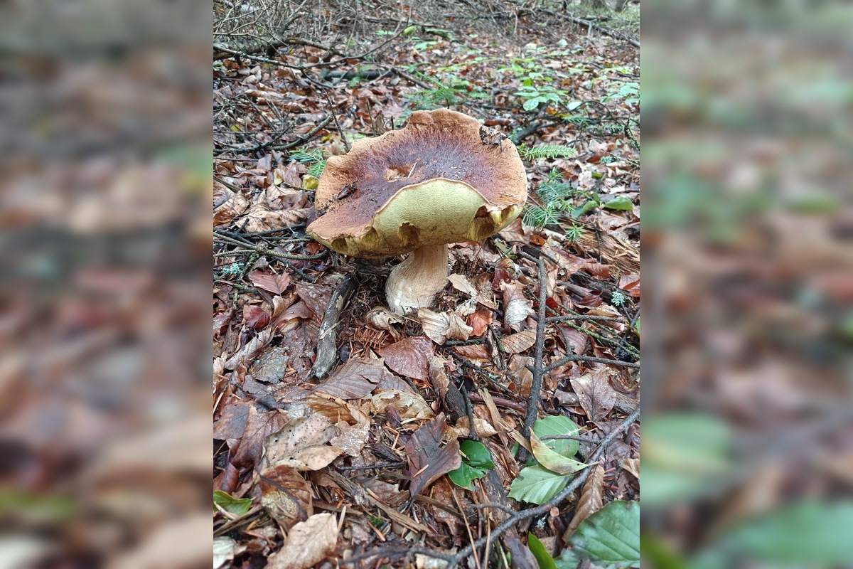 FOTO: Hubárom sa v Prešovskom kraji darí. Takéto úlovky si odnášajú z lesov, foto 8