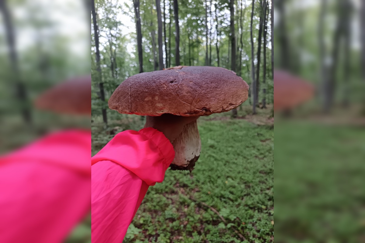 FOTO: Hubárom sa v Prešovskom kraji darí. Takéto úlovky si odnášajú z lesov, foto 9