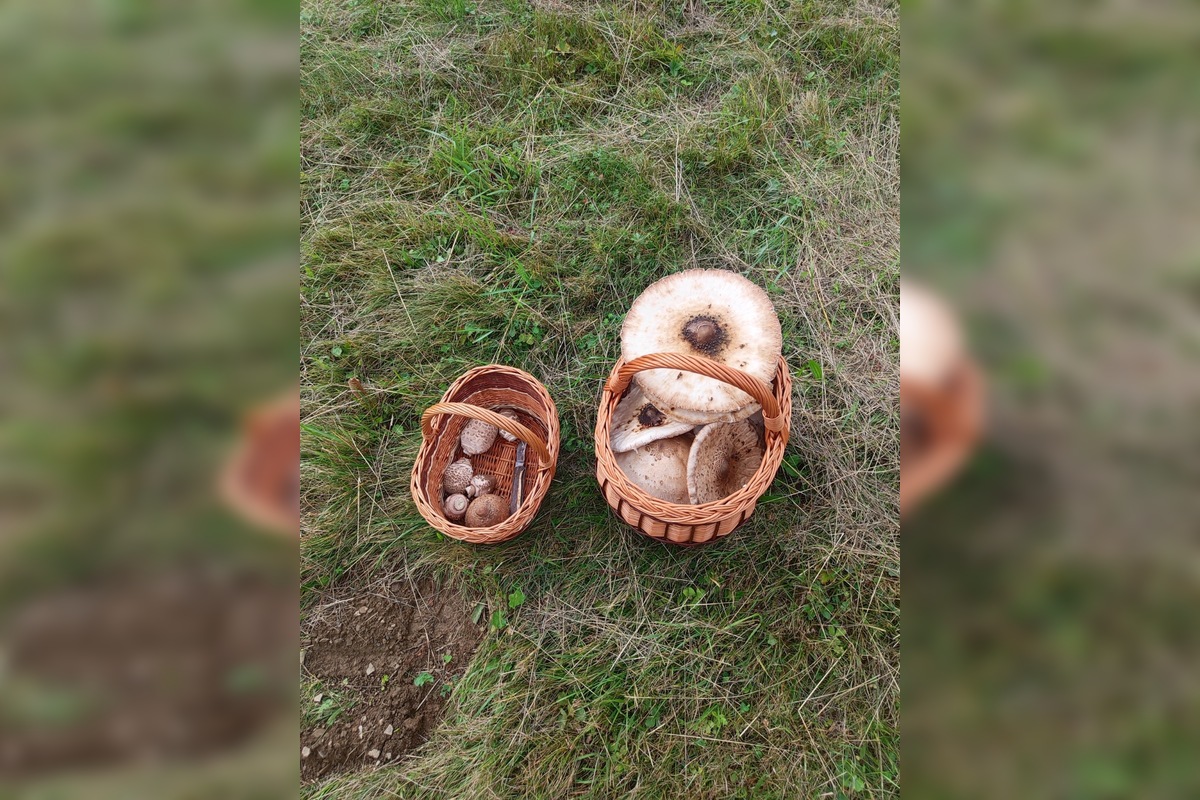 FOTO: Hubárom sa v Prešovskom kraji darí. Takéto úlovky si odnášajú z lesov, foto 11