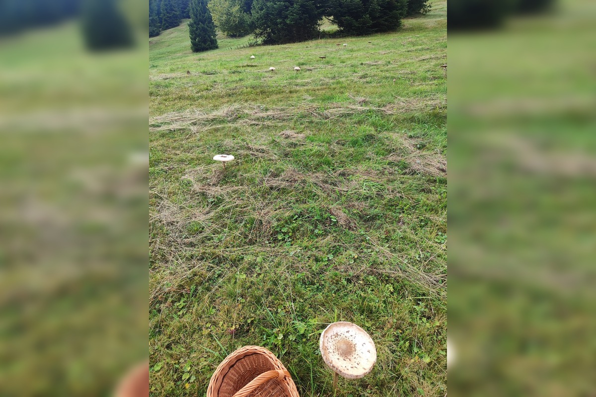 FOTO: Hubárom sa v Prešovskom kraji darí. Takéto úlovky si odnášajú z lesov, foto 12