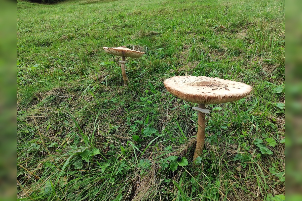 FOTO: Hubárom sa v Prešovskom kraji darí. Takéto úlovky si odnášajú z lesov, foto 13