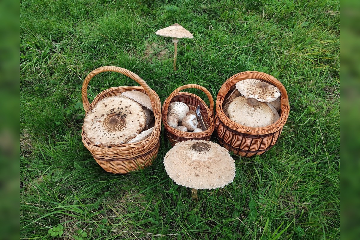 FOTO: Hubárom sa v Prešovskom kraji darí. Takéto úlovky si odnášajú z lesov, foto 14