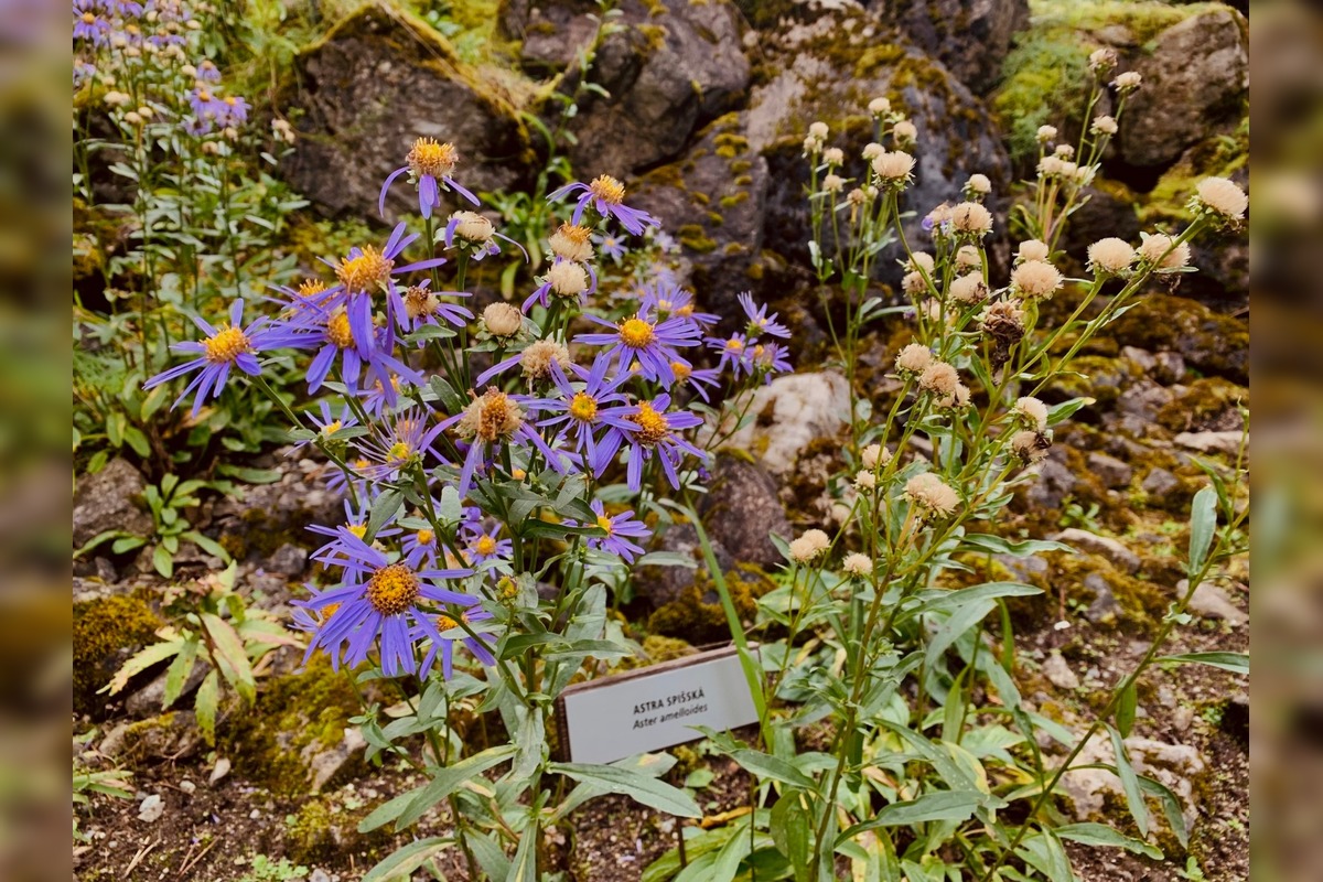 FOTO: Botanická záhrada uzavrela sezónu, návštevníci si odniesli aj rastliny, foto 1