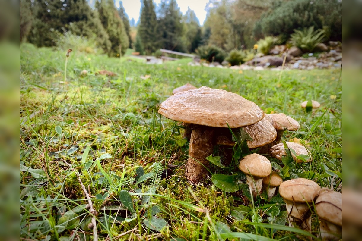 FOTO: Botanická záhrada uzavrela sezónu, návštevníci si odniesli aj rastliny, foto 3