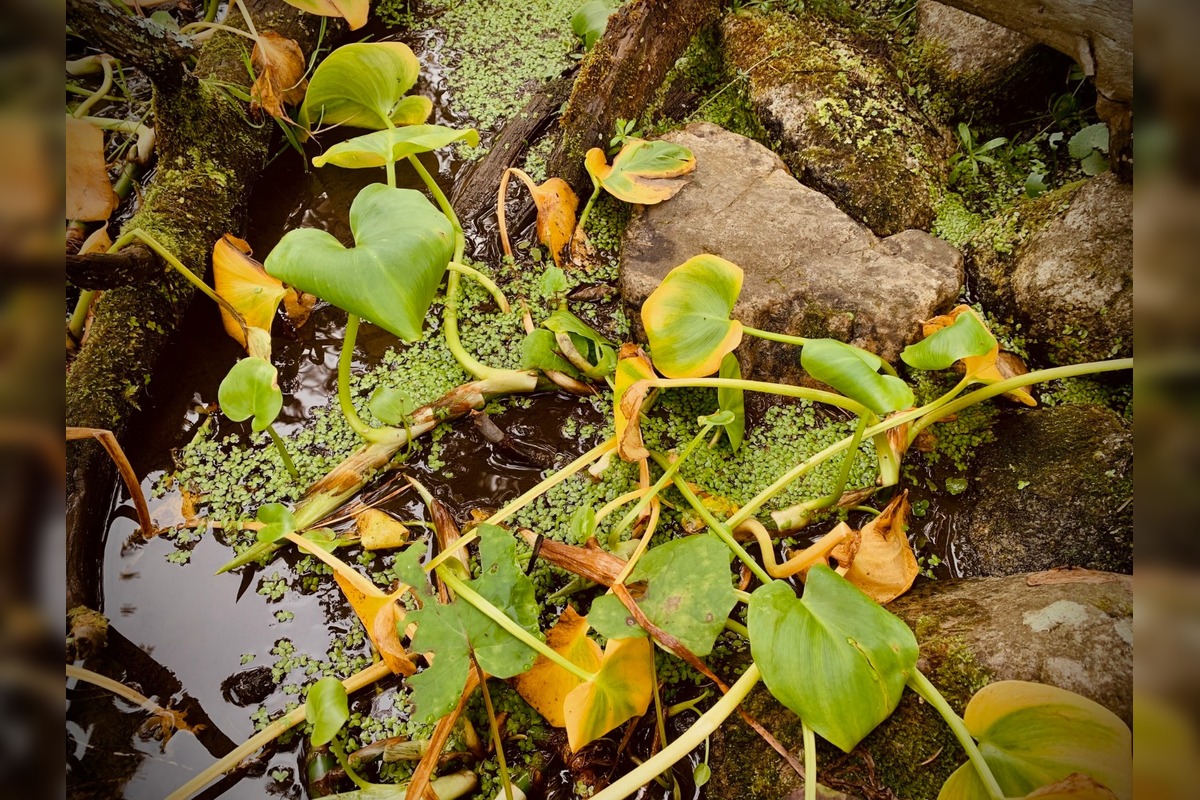 FOTO: Botanická záhrada uzavrela sezónu, návštevníci si odniesli aj rastliny, foto 5