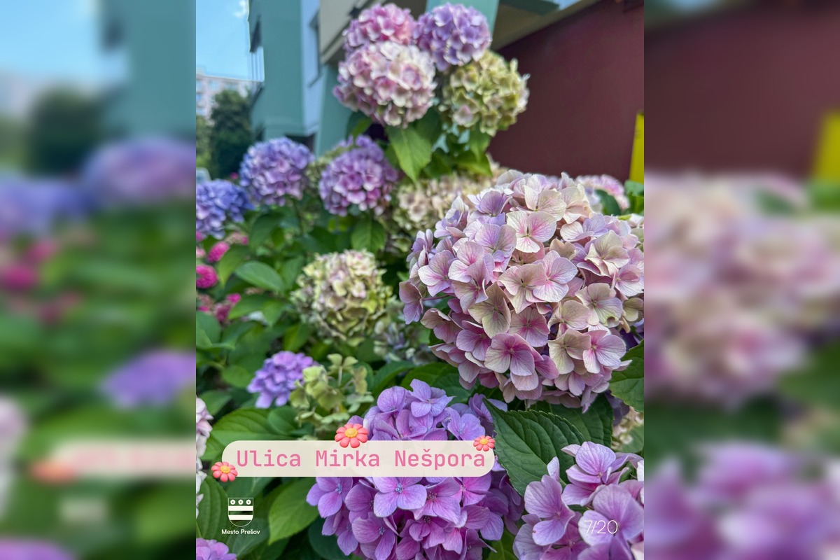 FOTO: Súťaž o najkrajšie predzáhradky Prešova má svojich víťazov, foto 1