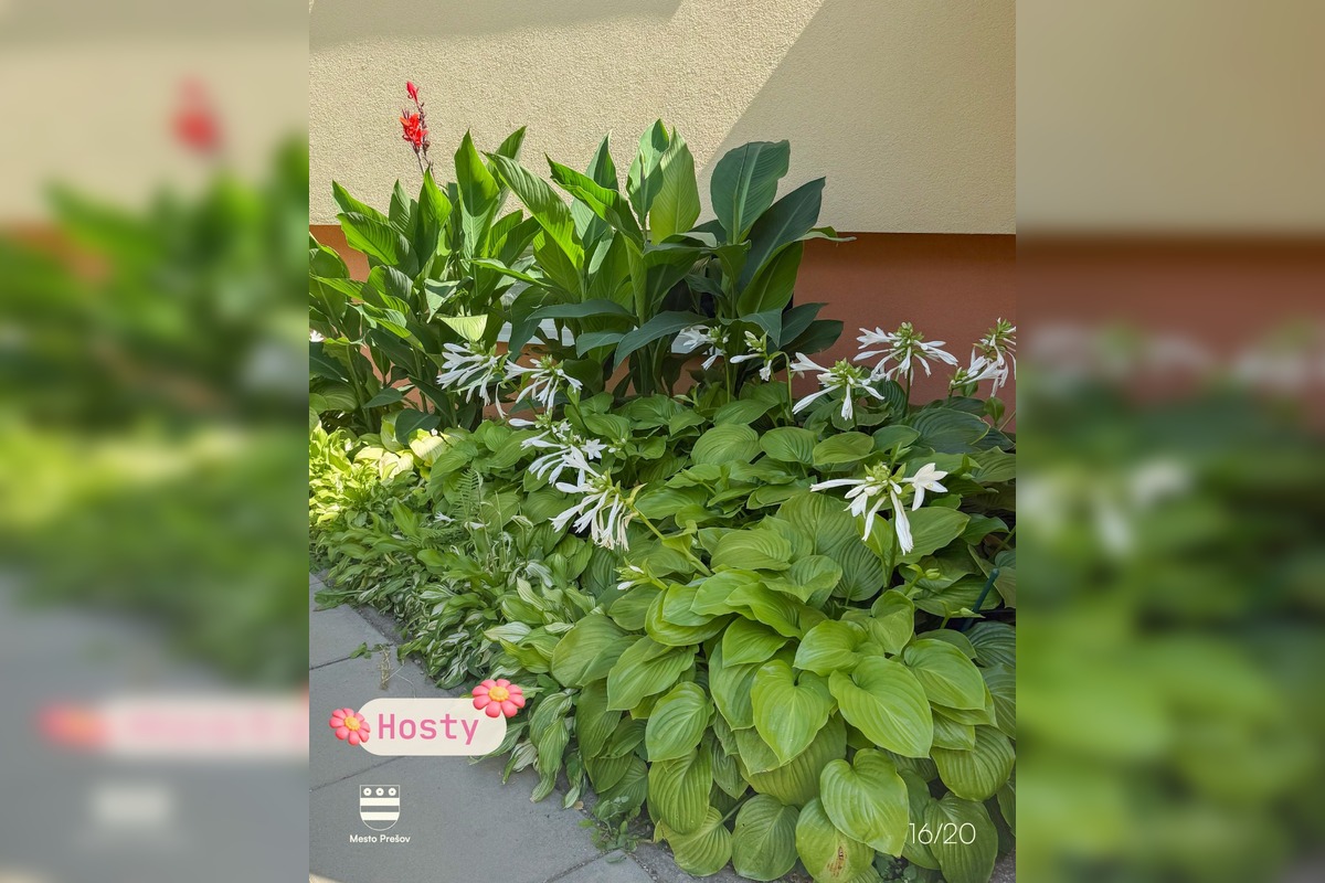 FOTO: Súťaž o najkrajšie predzáhradky Prešova má svojich víťazov, foto 10