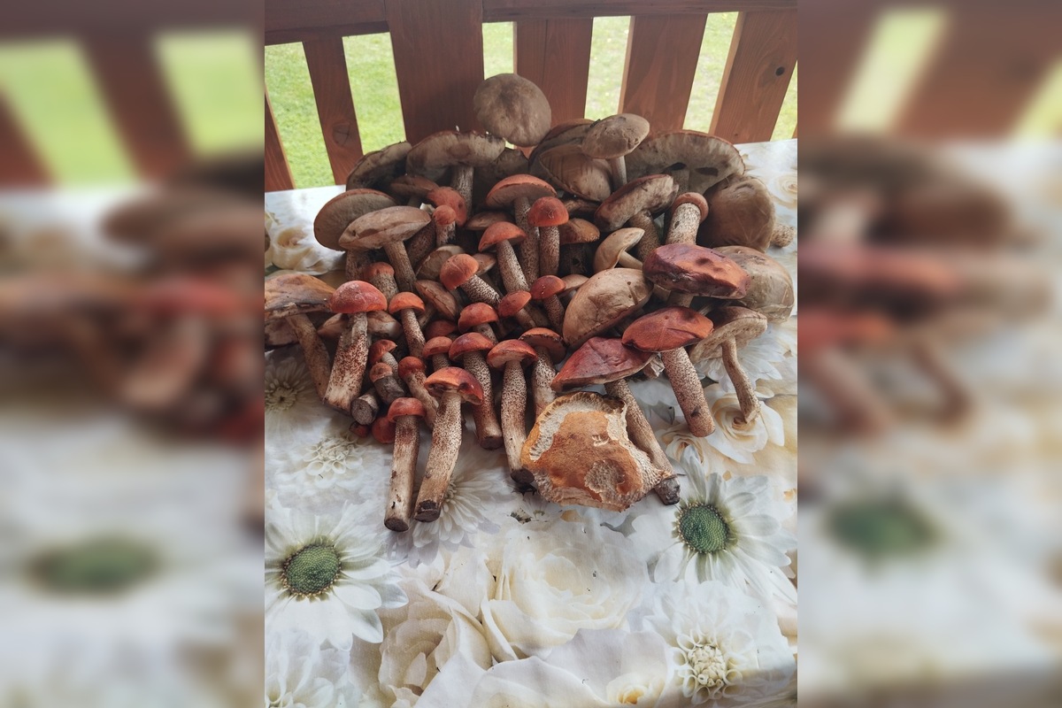 FOTO: Hubári sú v Prešovskom kraji nadšení, foto 7