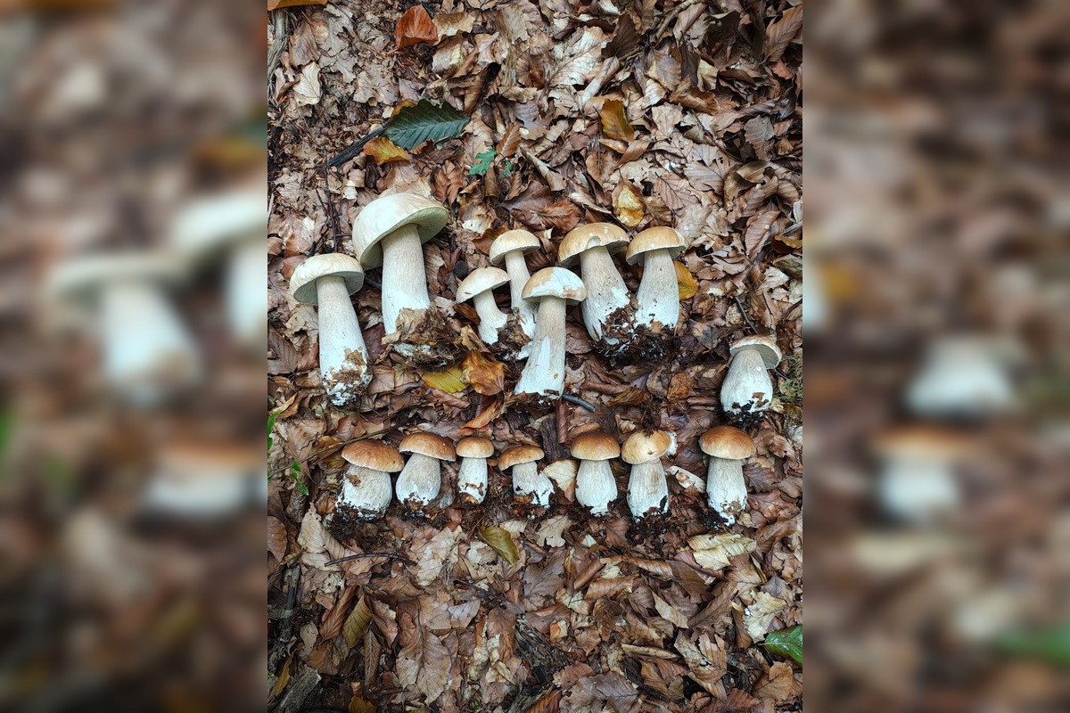 FOTO: Hubárovi sa v Snine zadarilo, z lesa odchádzal s plnými rukamiFOTO: , foto 1