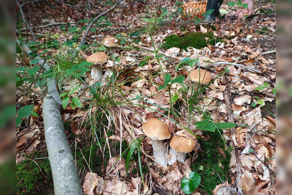 FOTO: Hubárovi sa v Snine zadarilo, z lesa odchádzal s plnými rukamiFOTO: , foto 2