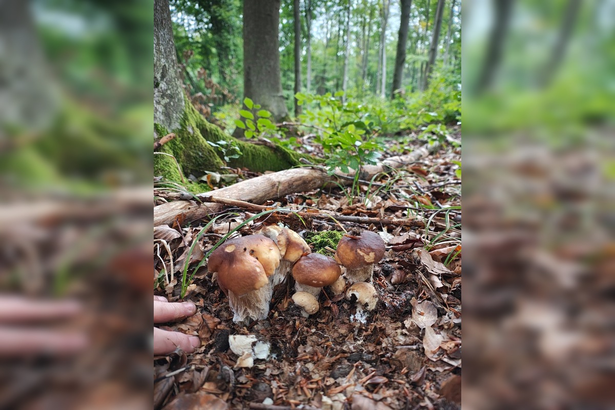 FOTO: Hubárovi sa v Snine zadarilo, z lesa odchádzal s plnými rukamiFOTO: , foto 3