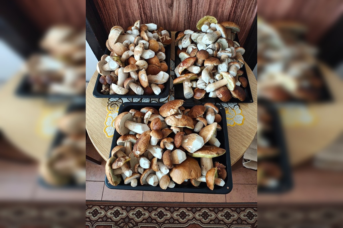 FOTO: Hubárovi sa v Snine zadarilo, z lesa odchádzal s plnými rukamiFOTO: , foto 4