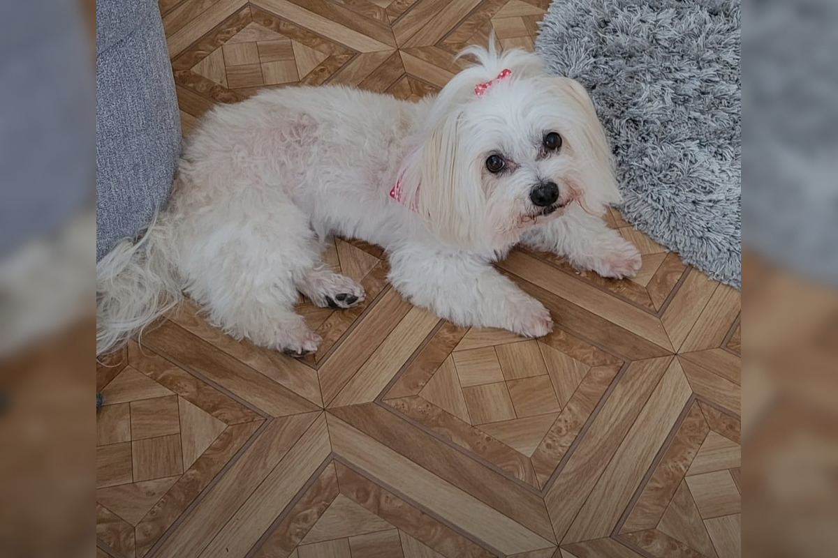 FOTO: Psíčkari sa podelil s fotkami svojich miláčikov, foto 1