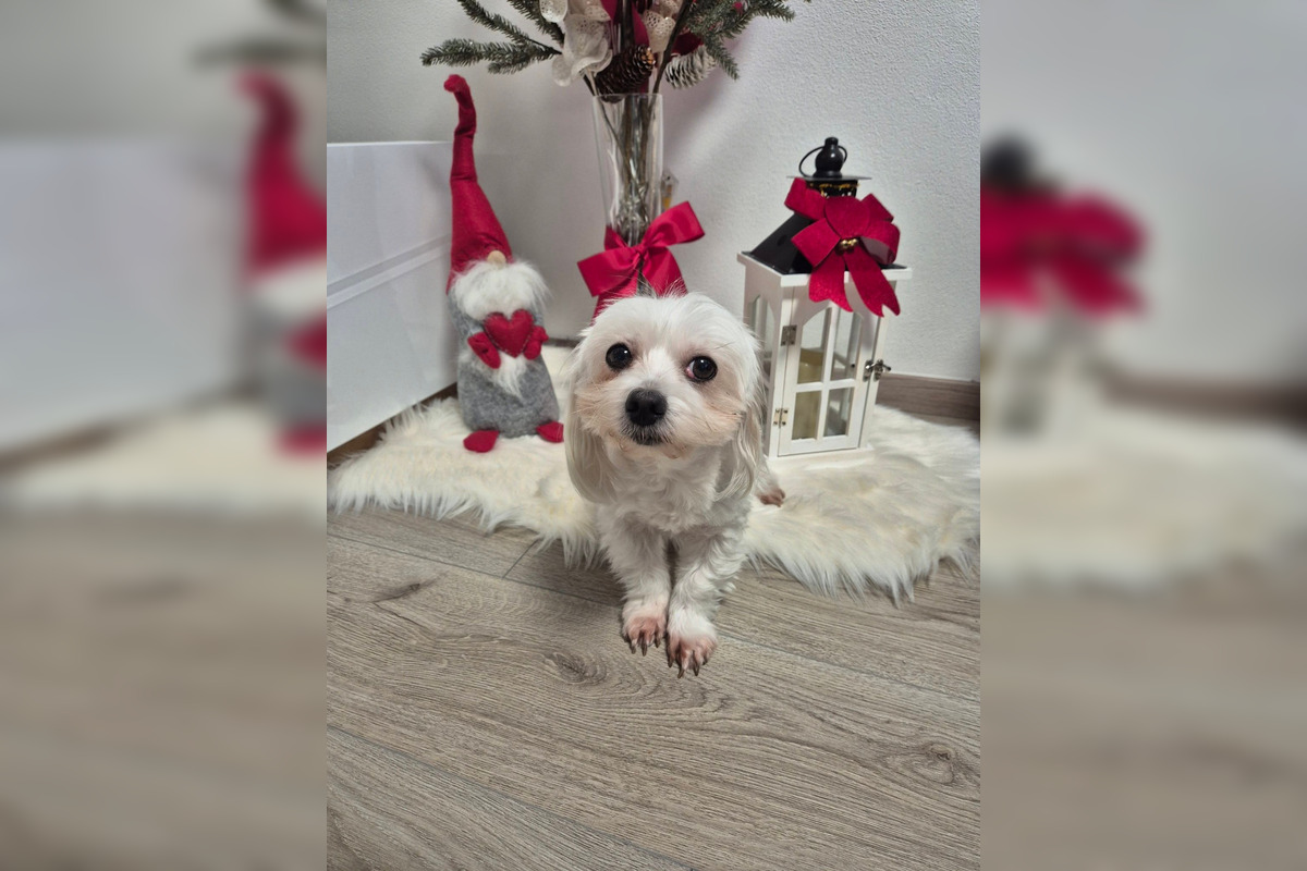 FOTO: Psíčkari sa podelil s fotkami svojich miláčikov, foto 7