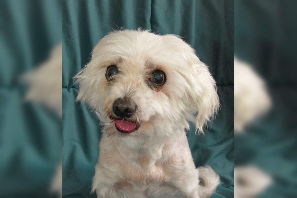 FOTO: Psíčkari sa podelil s fotkami svojich miláčikov, foto 9