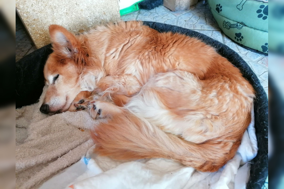 FOTO: Psíčkari sa podelil s fotkami svojich miláčikov, foto 10