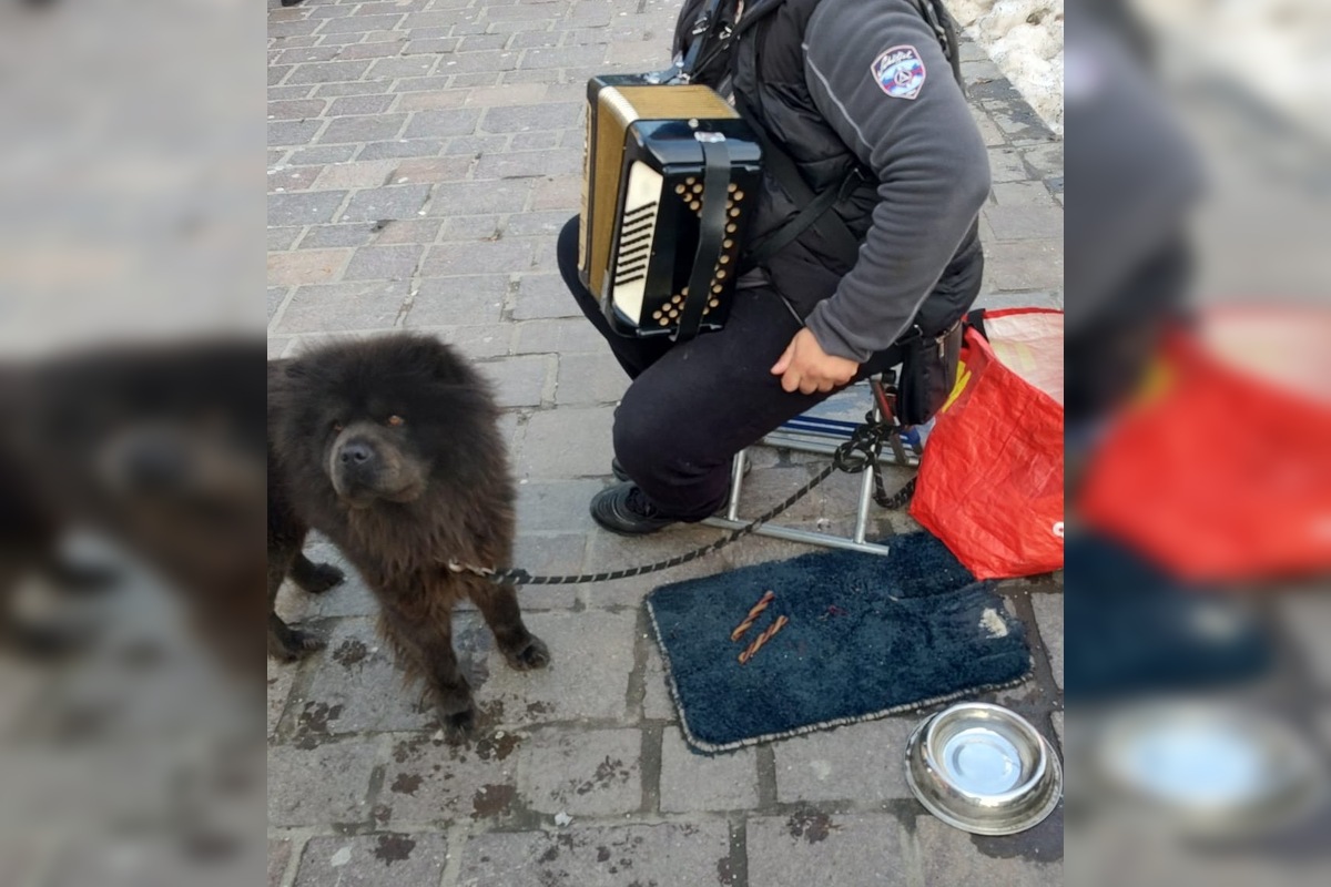 FOTO: Pouličné vystúpenie so psami v Prešove má dohru, foto 1