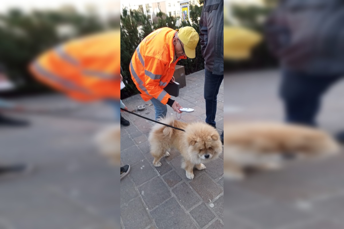 FOTO: Pouličné vystúpenie so psami v Prešove má dohru, foto 2