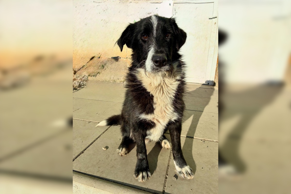 FOTO: Tuláčik Baloo márne čaká na dočasnú opateru v okolí Popradu či Kežmarku, foto 1