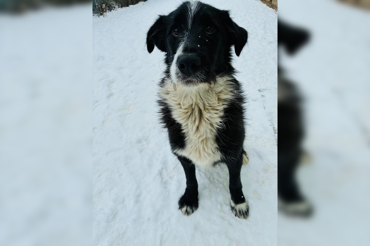 FOTO: Tuláčik Baloo márne čaká na dočasnú opateru v okolí Popradu či Kežmarku, foto 2