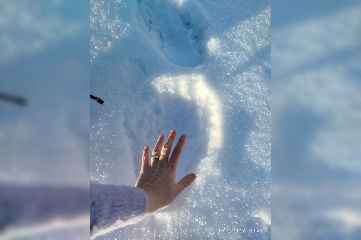 FOTO: Obec pod Tatrami upozorňuje na výskyt medveďa, foto 1