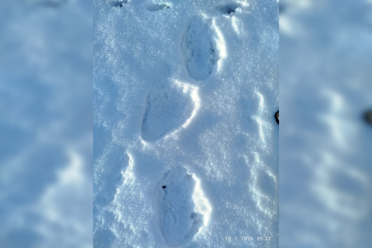 FOTO: Obec pod Tatrami upozorňuje na výskyt medveďa, foto 2