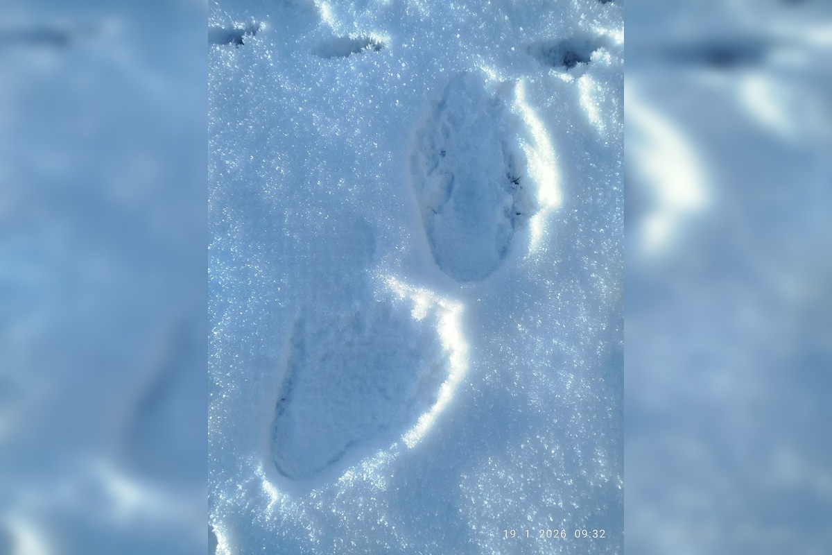 FOTO: Obec pod Tatrami upozorňuje na výskyt medveďa, foto 3