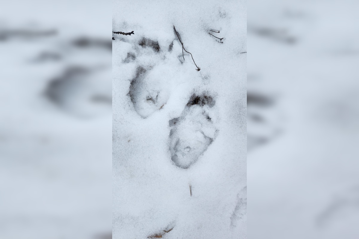 FOTO: V obci pod Tatrami medveď pravdepodobne nespí, foto 1