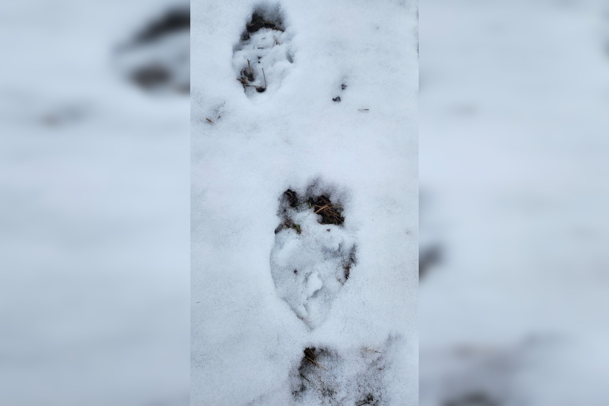 FOTO: V obci pod Tatrami medveď pravdepodobne nespí, foto 2