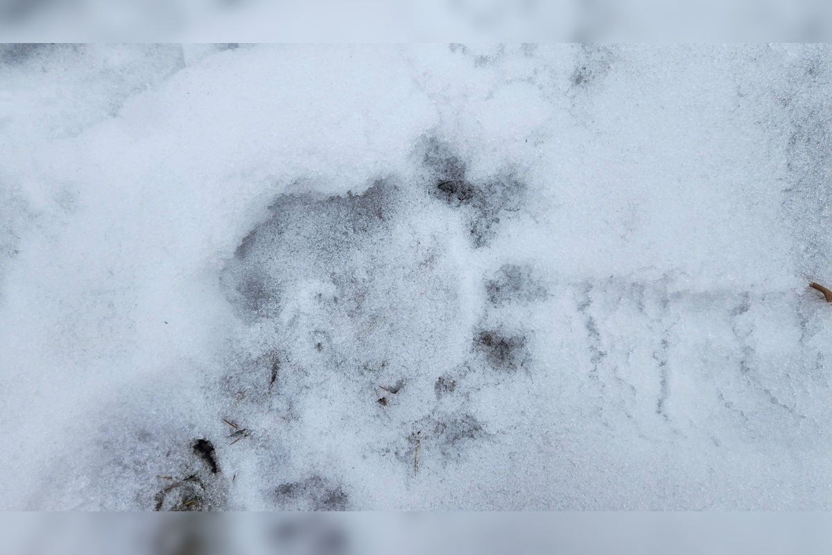 FOTO: V obci pod Tatrami medveď pravdepodobne nespí, foto 3