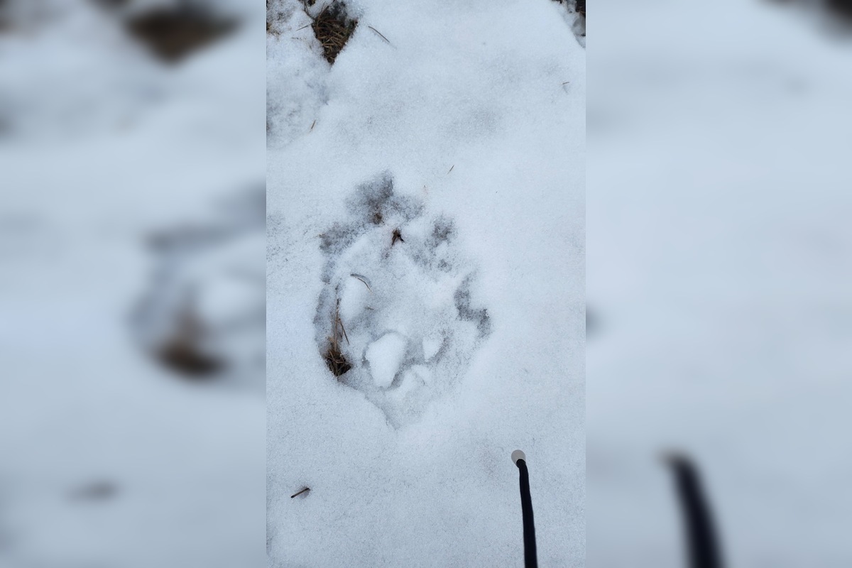 FOTO: V obci pod Tatrami medveď pravdepodobne nespí, foto 4