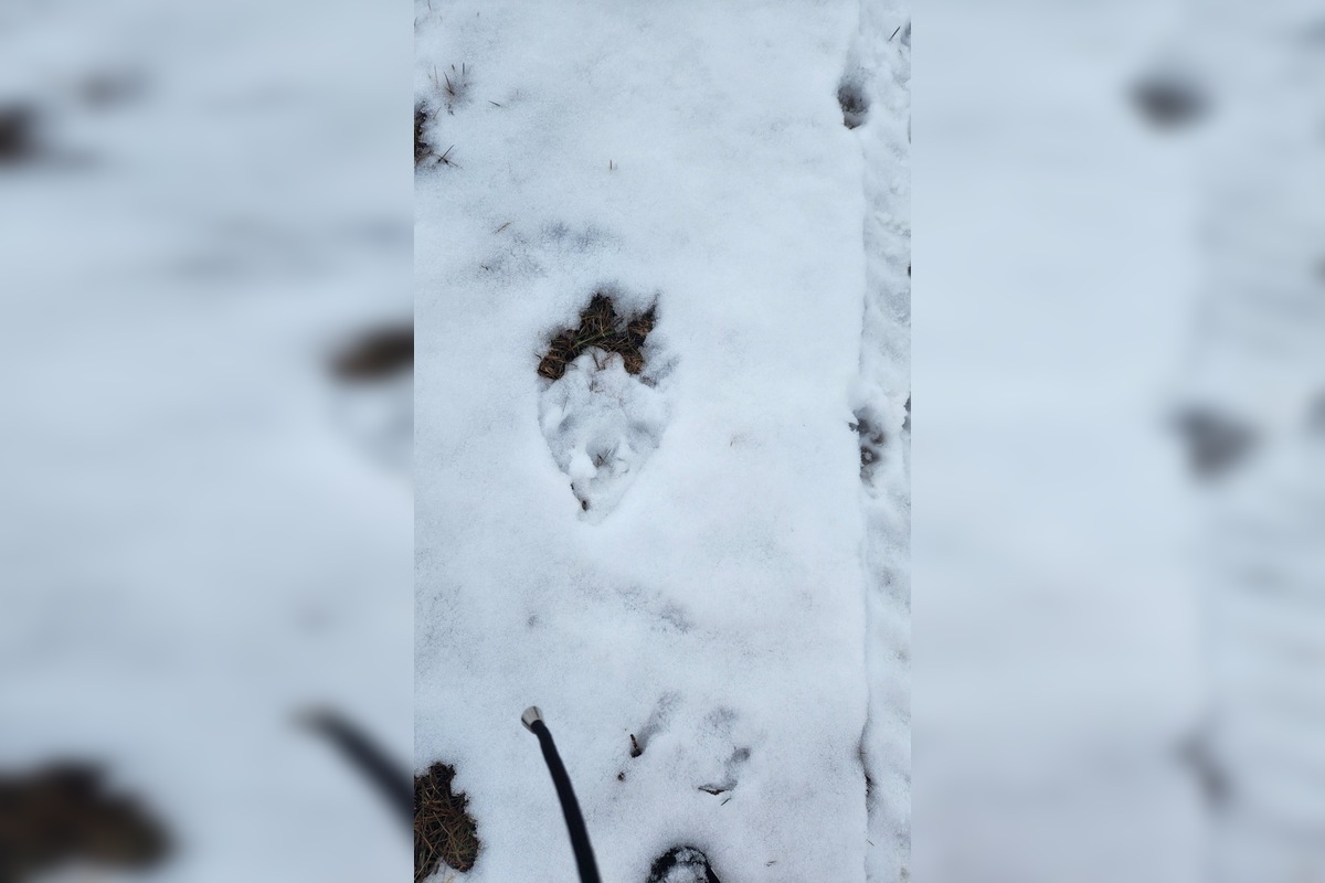 FOTO: V obci pod Tatrami medveď pravdepodobne nespí, foto 5