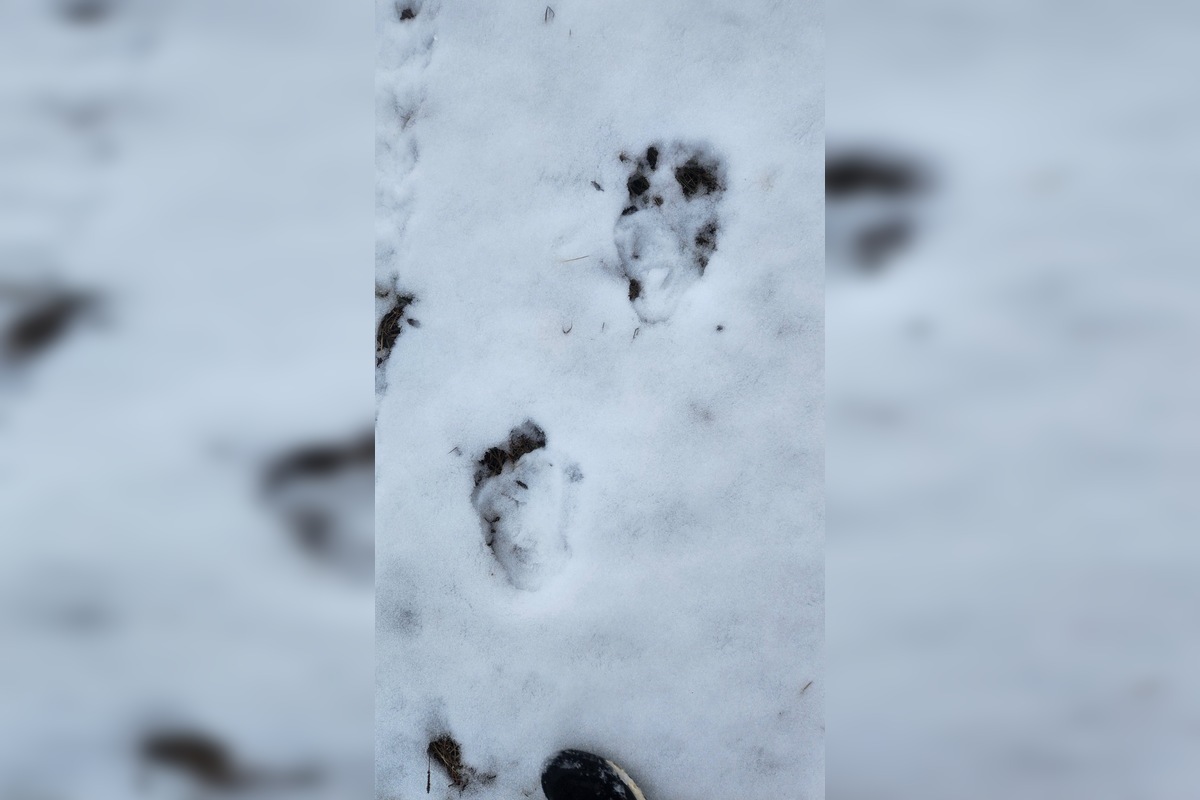 FOTO: V obci pod Tatrami medveď pravdepodobne nespí, foto 6