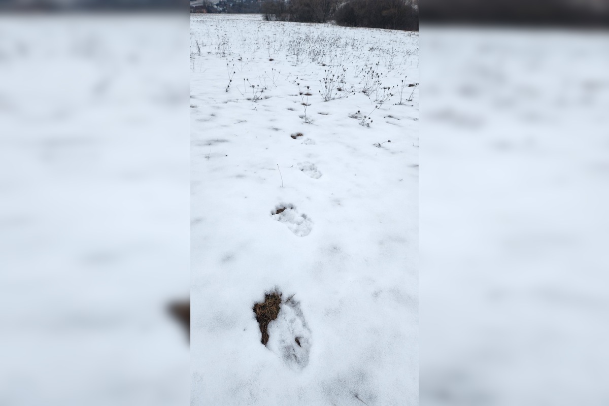 FOTO: V obci pod Tatrami medveď pravdepodobne nespí, foto 7