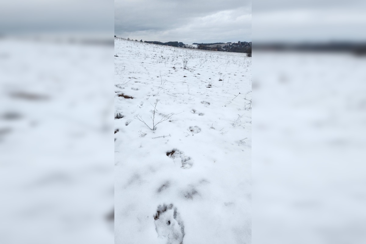 FOTO: V obci pod Tatrami medveď pravdepodobne nespí, foto 8